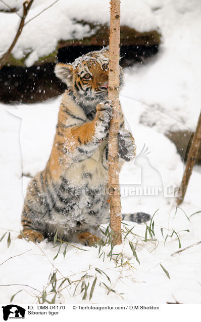 Amurtiger / Siberian tiger / DMS-04170