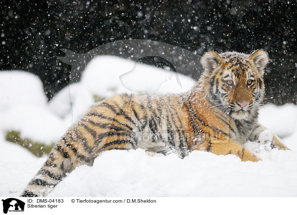 Siberian tiger / DMS-04183