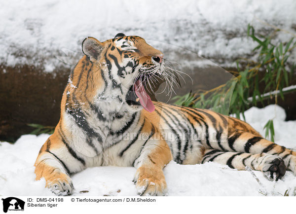 Amurtiger / Siberian tiger / DMS-04198