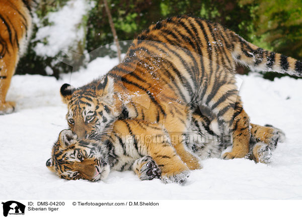 Siberian tiger / DMS-04200