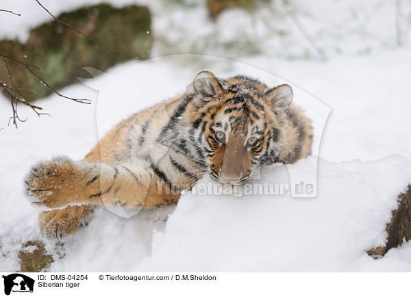 Amurtiger / Siberian tiger / DMS-04254