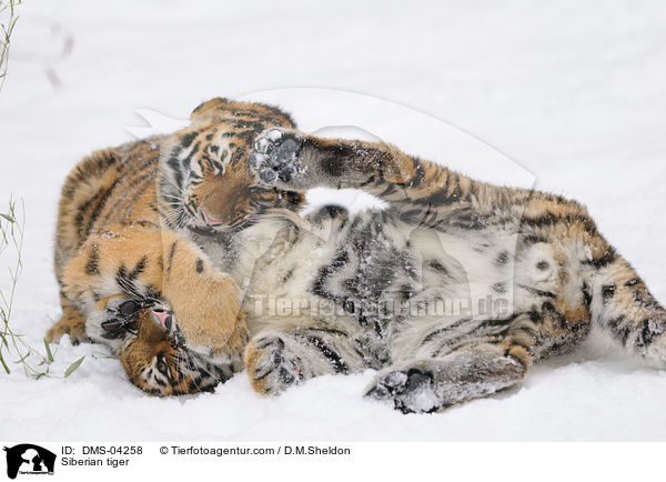 Amurtiger / Siberian tiger / DMS-04258