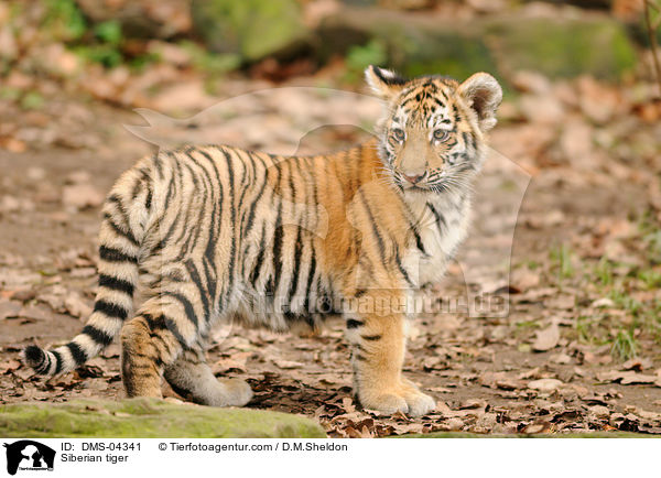 Siberian tiger / DMS-04341