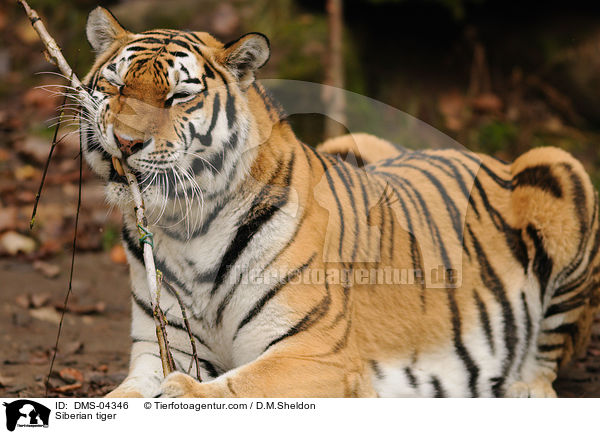 Siberian tiger / DMS-04346