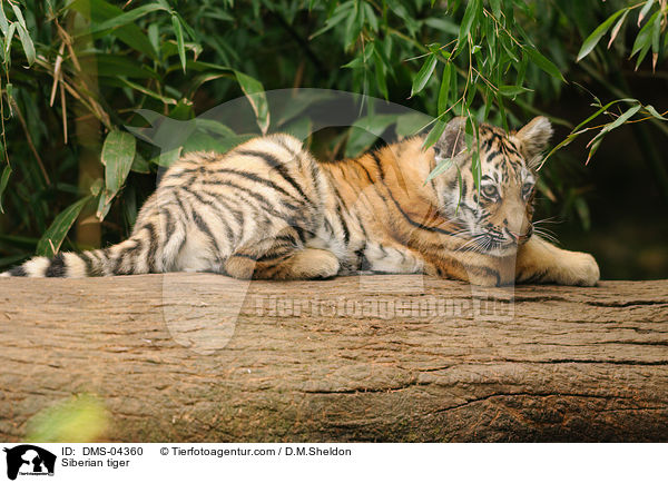Siberian tiger / DMS-04360