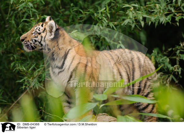 Siberian tiger / DMS-04366