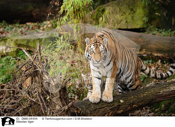 Siberian tiger / DMS-04454