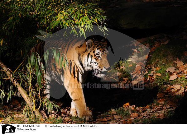 Siberian tiger / DMS-04526