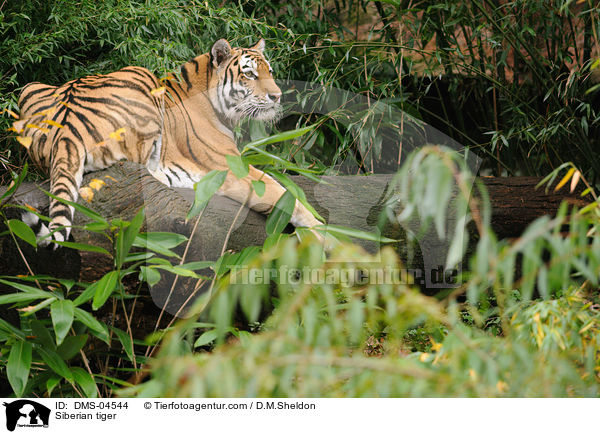 Siberian tiger / DMS-04544