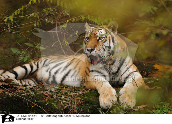 Siberian tiger / DMS-04551