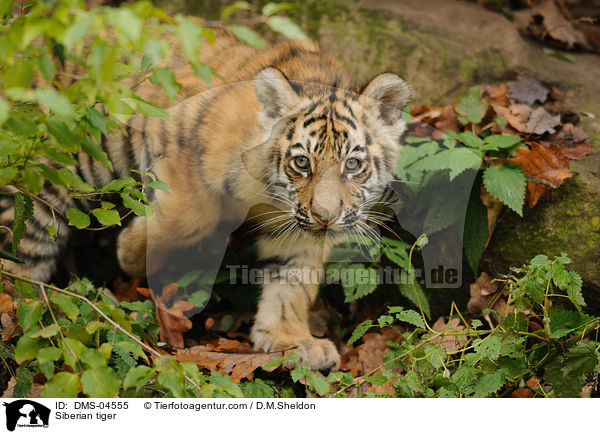 Siberian tiger / DMS-04555