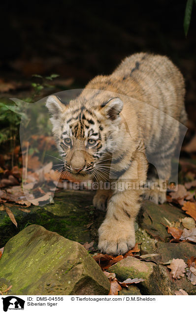 Siberian tiger / DMS-04556