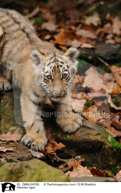 Amurtiger / Siberian tiger / DMS-04558