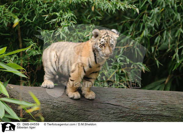 Siberian tiger / DMS-04559