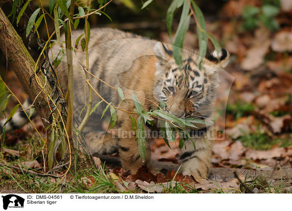 Amurtiger / Siberian tiger / DMS-04561