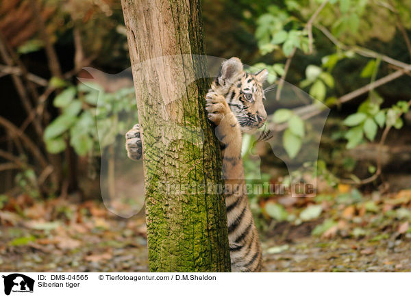 Amurtiger / Siberian tiger / DMS-04565