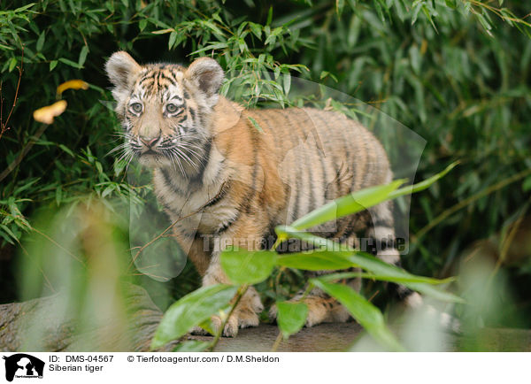 Amurtiger / Siberian tiger / DMS-04567