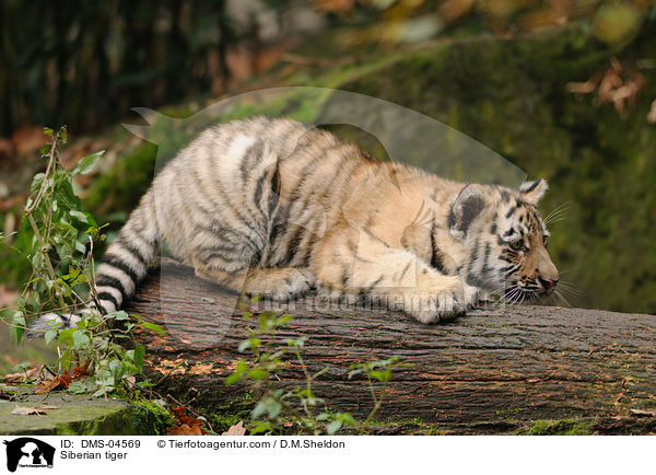 Amurtiger / Siberian tiger / DMS-04569