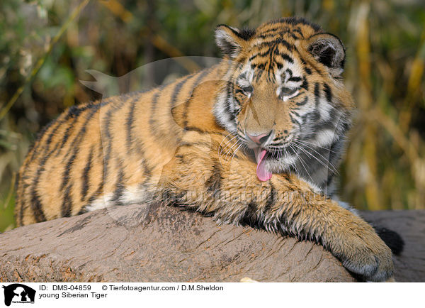 young Siberian Tiger / DMS-04859