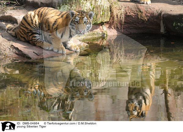 young Siberian Tiger / DMS-04864