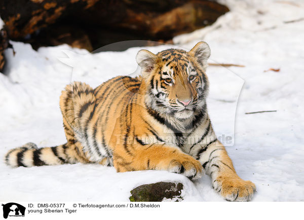 young Siberian Tiger / DMS-05377