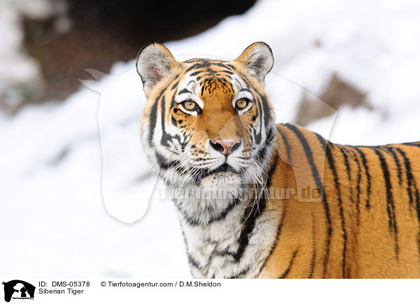 Siberian Tiger / DMS-05378