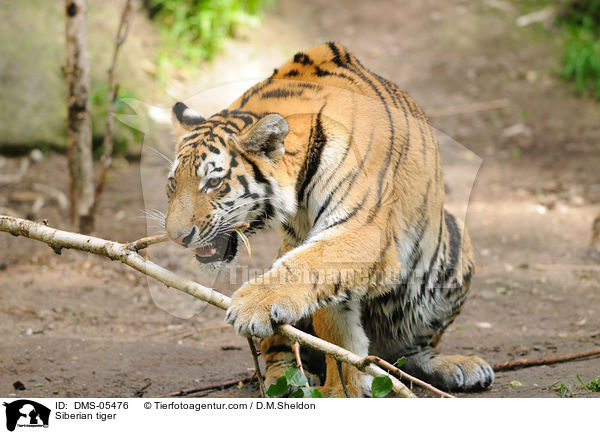 Siberian tiger / DMS-05476