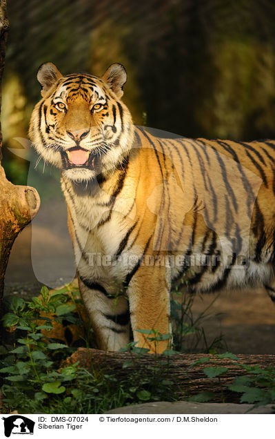 Siberian Tiger / DMS-07024