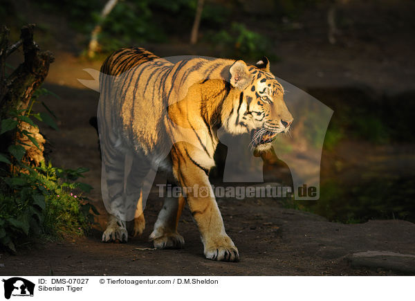 Amurtiger / Siberian Tiger / DMS-07027