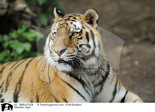 Amurtiger / Siberian Tiger / DMS-07028