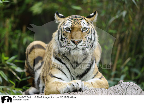 Siberian Tiger / DMS-07048