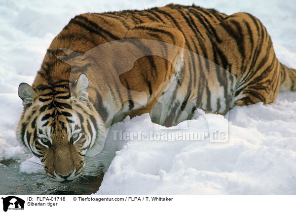 Amurtiger / Siberian tiger / FLPA-01718