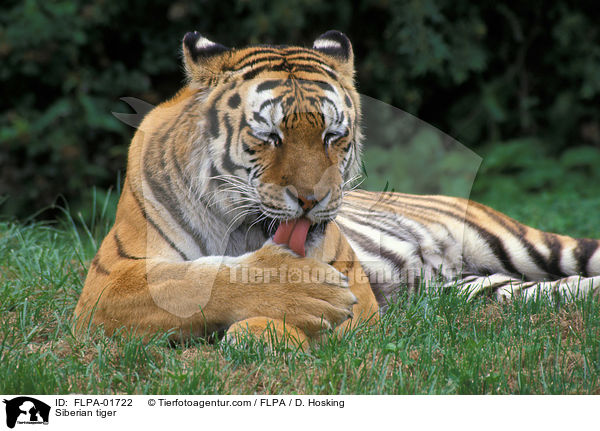 Amurtiger / Siberian tiger / FLPA-01722