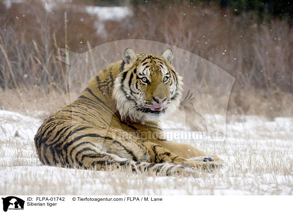 Amurtiger / Siberian tiger / FLPA-01742
