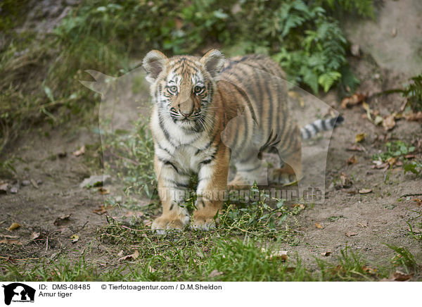 Amurtiger / Amur tiger / DMS-08485