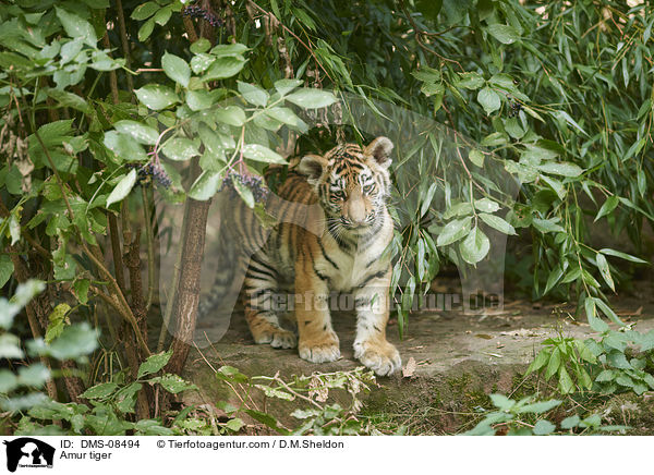 Amurtiger / Amur tiger / DMS-08494