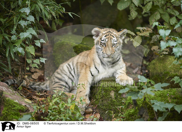 Amurtiger / Amur tiger / DMS-08505