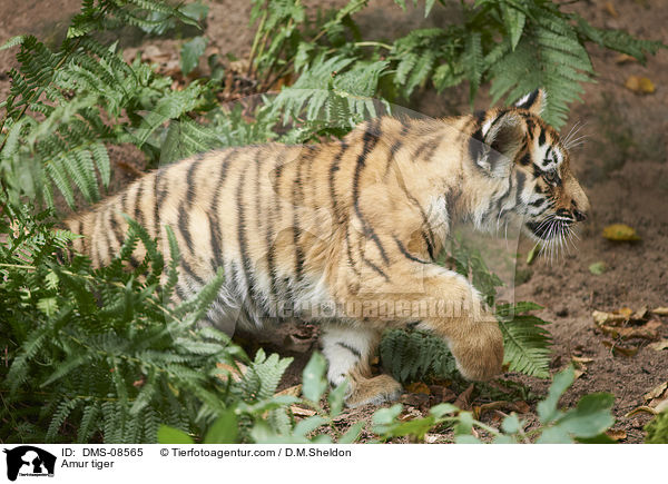 Amurtiger / Amur tiger / DMS-08565