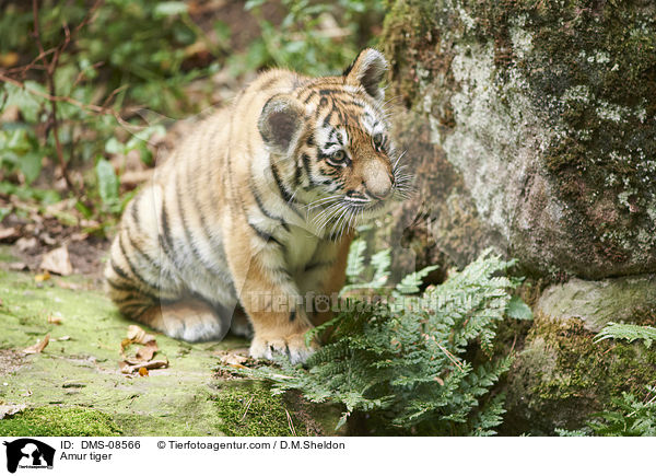 Amurtiger / Amur tiger / DMS-08566