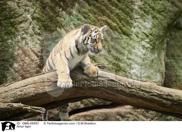 Amurtiger / Amur tiger / DMS-08567