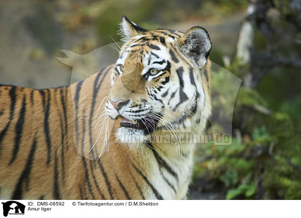 Amurtiger / Amur tiger / DMS-08592