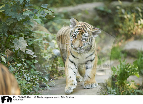 Amurtiger / Amur tiger / DMS-08594