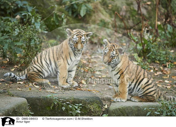 Amurtiger / Amur tiger / DMS-08603