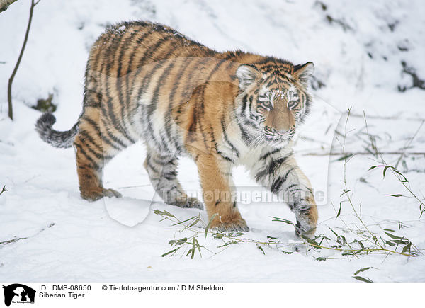 Amurtiger / Siberian Tiger / DMS-08650
