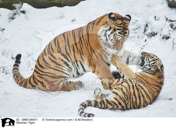Amurtiger / Siberian Tiger / DMS-08651
