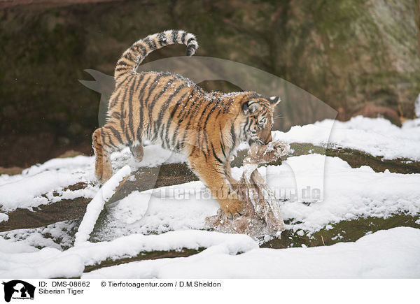 Amurtiger / Siberian Tiger / DMS-08662