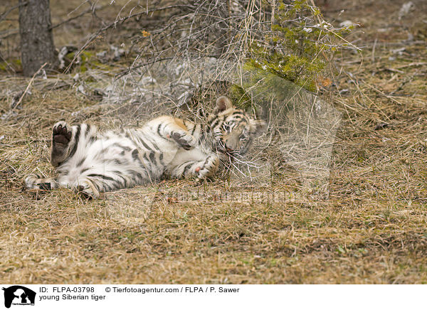 junger Amurtiger / young Siberian tiger / FLPA-03798