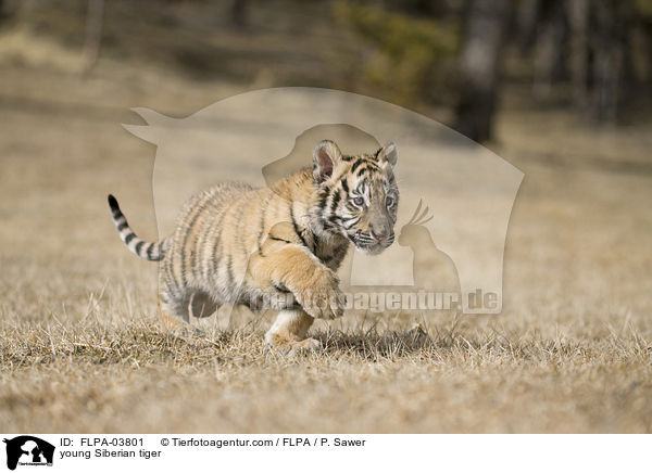 junger Amurtiger / young Siberian tiger / FLPA-03801