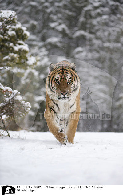 Amurtiger / Siberian tiger / FLPA-03802