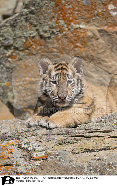 junger Amurtiger / young Siberian tiger / FLPA-03807